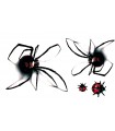 Red Back Spiders